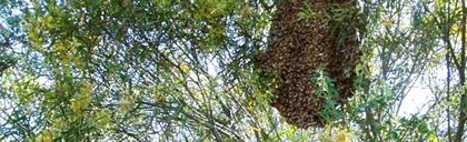 Pure Peninsula Honey Logo
